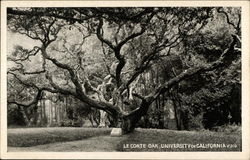 Le Conte Oak, University of California Le Conte Oak, University of California