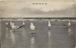 Sea Gulls And Sea