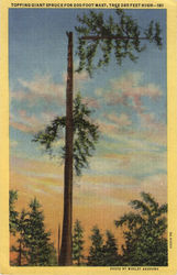 Gaint Spruce