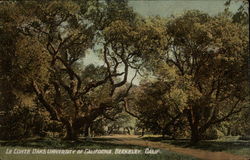 Le Conte Oaks University of California Le Conte Oaks University of California