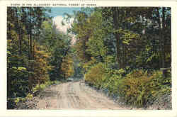 Scene in The Allegheny National Forest of PA Scene in The Allegheny National Forest of PA