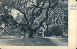 La Conte Oak, University of California La Conte Oak, University of California