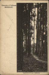 University of California Eucalyptus Grove University of California Eucalyptus Grove