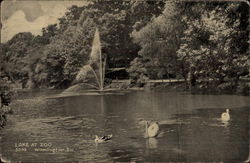 Lake at Zoo Lake at Zoo