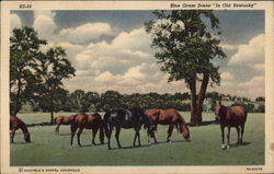 Blue Grass Scene "In Old Kentucky" Postcard