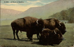 Herd of Buffalo