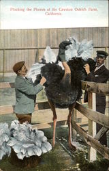 Plucking the Plumes at the Cawston Ostrich Farm Plucking the Plumes at the Cawston Ostrich Farm