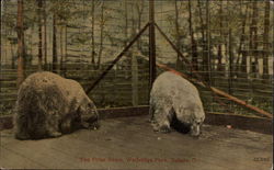 The Polar Bears, Walbridge Park The Polar Bears, Walbridge Park