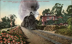 Flower Bordered Track, Miramar, on Line S.P.R.R Flower Bordered Track, Miramar, on Line S.P.R.R
