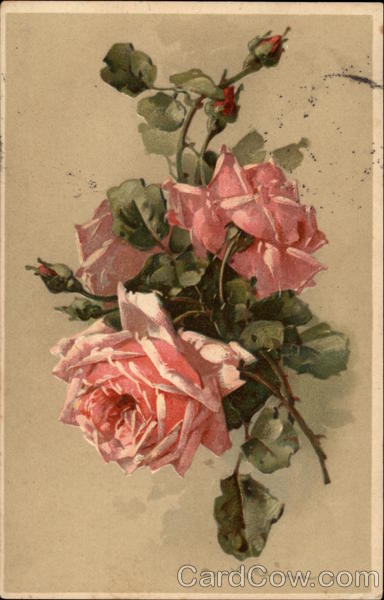 Pink Roses C. Klein Flowers