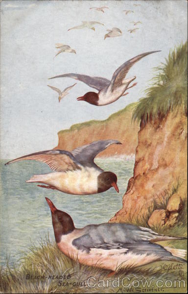 Five Black-Headed Sea-Gulls Birds