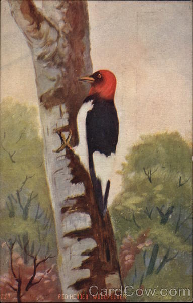 Woodpecker on a tree Birds