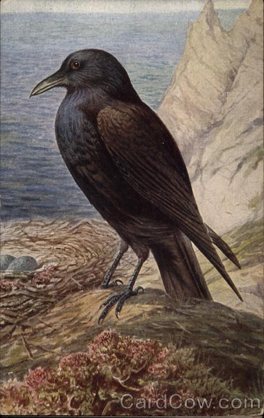 Raven On a Cliff With Nest of Eggs Birds