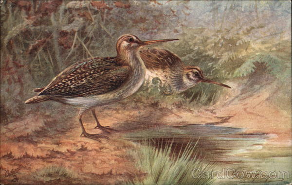 Jack Snipe Birds