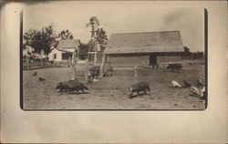 Pigs on the Farm
