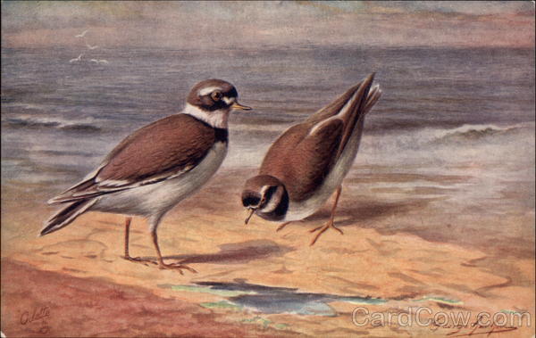 Ringed Plover Birds