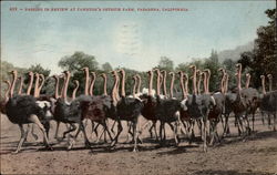 Passing In Review at Cawston's Ostrich Farm Passing In Review at Cawston's Ostrich Farm