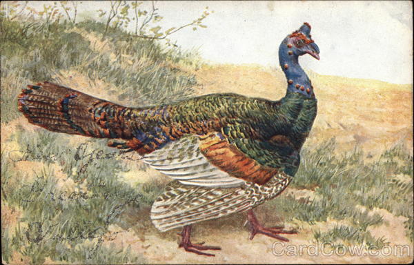 New Years Greetings Birds