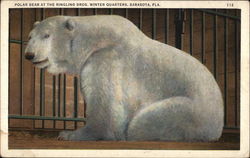 Polar Bear at the Ringling bros. Winter Quarters Sarasota, FL Postcard Postcard