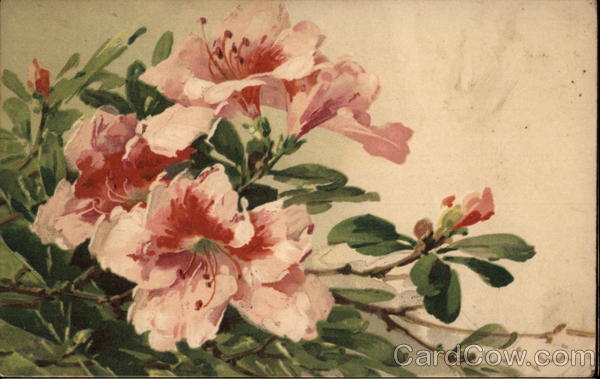 Pink Flowers C. Klein