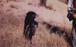 I Can't Bear To Leave Idaho