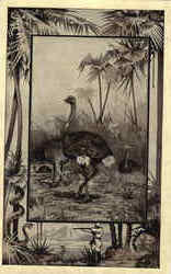 The Ostrich The Ostrich