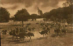 Cawston Ostrich Farm At So. Pasadena