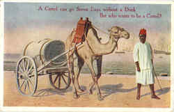 A Camel can go seven days without a drink. But who wants to be a Camel?