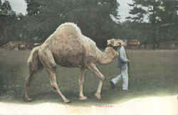 Chameau Sahara
