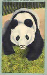 Previous Card