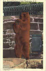 Bear, National Zoological Park