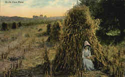 In The Corn Field