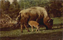 Bison Cow And Calf , Yellowstone National Park