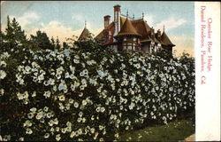 Cherokee Rose Hedge, Durand Residence Cherokee Rose Hedge, Durand Residence