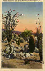 Ocotillo Cactus and Palo Verde Blooming on the California Desert
