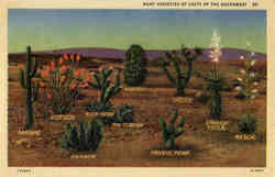 Many Varieties of Cacti of the Southwest