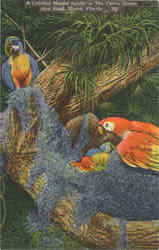 A Colorful Macaw Family In The Parrot Jungle, Red Road