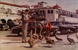 A tourist feeding the pelicans A tourist feeding the pelicans