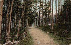 In the Woods In the Woods