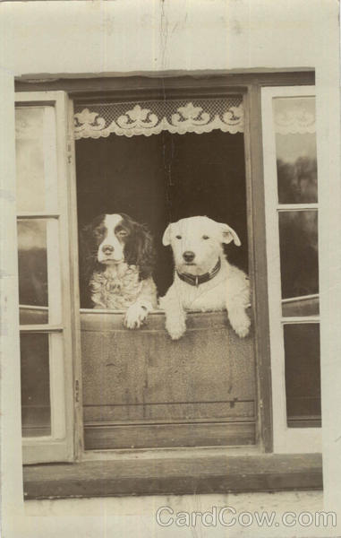 Two Dogs Vintage Postcard