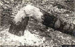 Tree Cut By Beaver