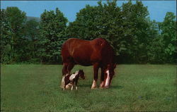 Catskill Game Farm Catskill Game Farm