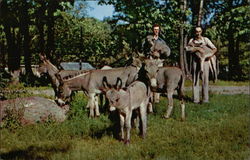 Catskill Game Farm - African Pygmy Donkeys Catskill Game Farm - African Pygmy Donkeys