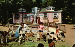 Animal Nursery at the Catskill Game Farm Animal Nursery at the Catskill Game Farm