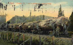 A Single Oregon Fir