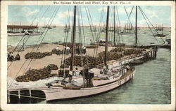 The Sponge Market and Fleet The Sponge Market and Fleet