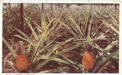 A Florida Pineapple Field