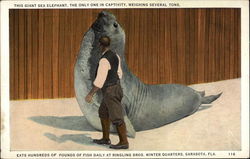 Walrus at Ringling Bros. Winter Quarters Sarasota, FL Postcard Postcard