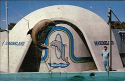 Porpoise Stunt at Marineland Porpoise Stunt at Marineland