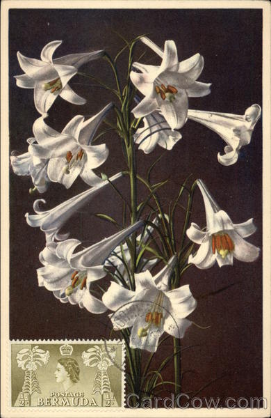 Garden Lily Flowers